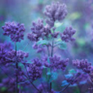 Meet your Posher, Juniper